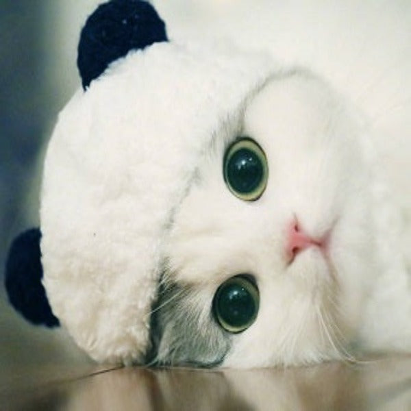Panda costume pet hat