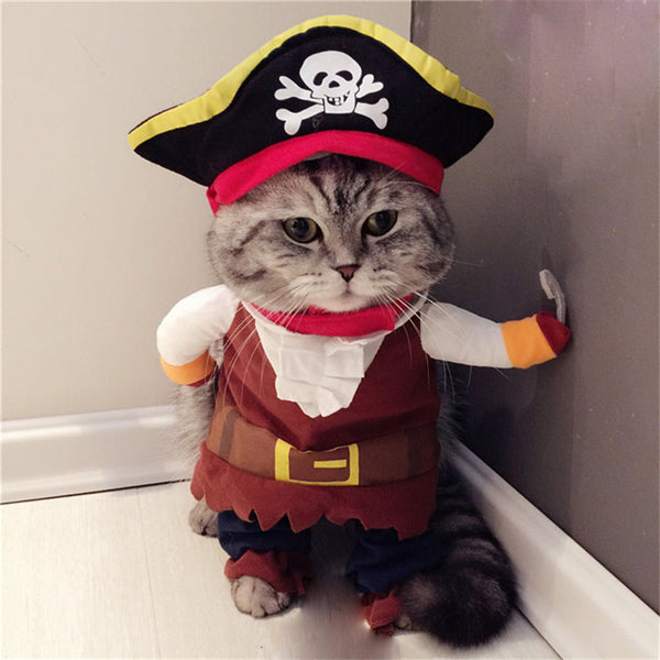 Teddy Pirate Transformed Into Pet Costume